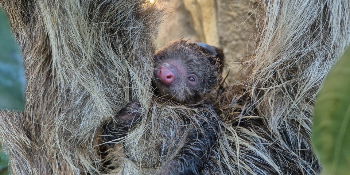 La vida se abre camino en BIOPARC Fuengirola: nace el primer perezoso de dos dedos del parque, en un parto entre las ramas