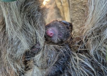 La vida se abre camino en BIOPARC Fuengirola: nace el primer perezoso de dos dedos del parque, en un parto entre las ramas