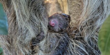 La vida se abre camino en BIOPARC Fuengirola: nace el primer perezoso de dos dedos del parque, en un parto entre las ramas
