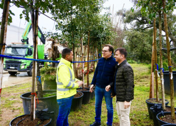 Marbella refuerza su modelo de ciudad verde con la llegada de más de 350 árboles para su plantación en los próximos meses