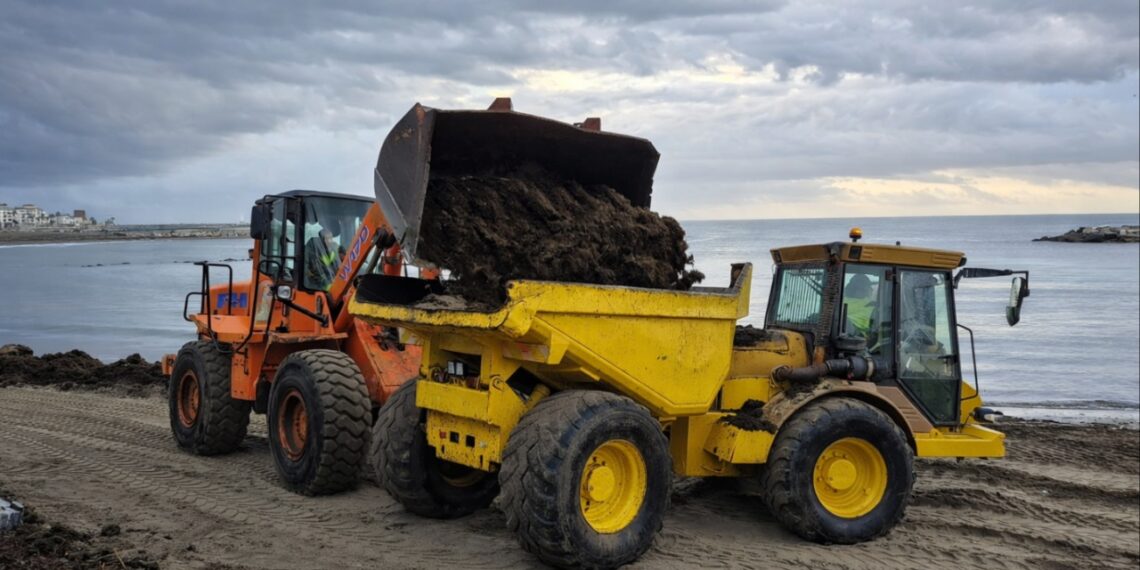 Retiradas en un solo día 374 toneladas de alga invasora en la playa de Nueva Andalucía