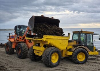Retiradas en un solo día 374 toneladas de alga invasora en la playa de Nueva Andalucía