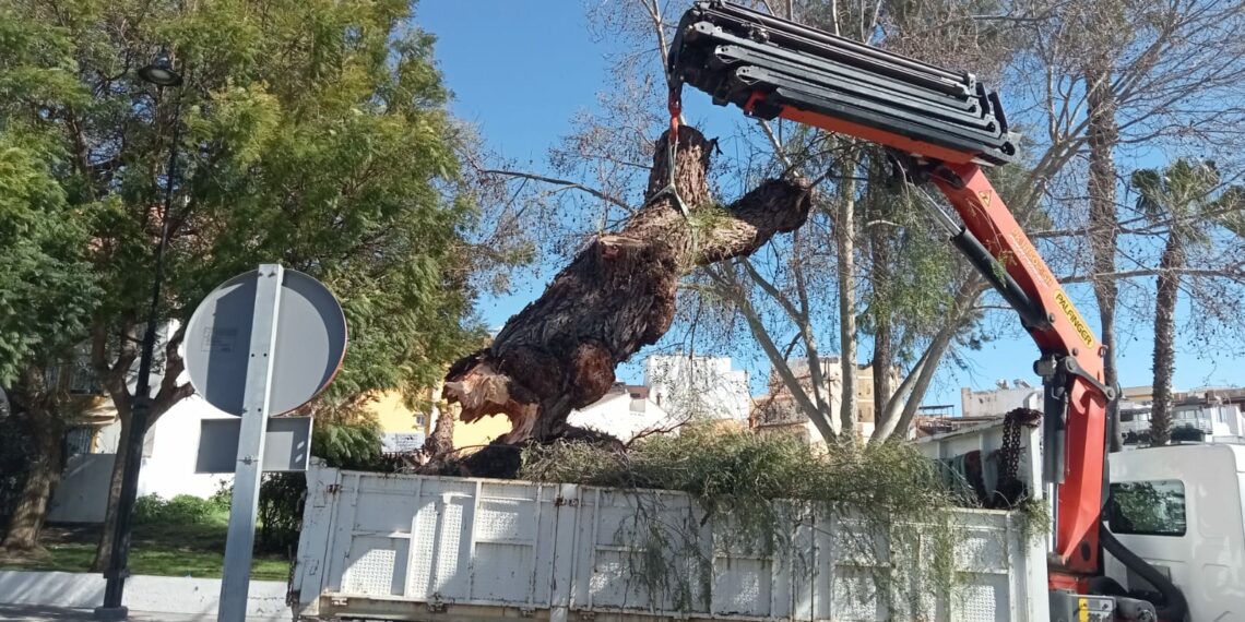 Los temporales de viento en Mijas arrojan daños por valor de 112.000 euros y una significativa pérdida de masa vegetal