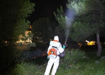 Benalmádena refuerza los tratamientos fitosanitarios para combatir la procesionaria y el picudo rojo