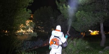 Benalmádena refuerza los tratamientos fitosanitarios para combatir la procesionaria y el picudo rojo