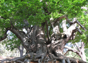 «El Castaño Santo es un monumento natural»: vecinos de Istán y agricultores piden protección para este árbol milenario