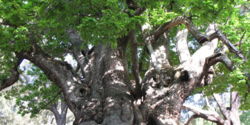«El Castaño Santo es un monumento natural»: vecinos de Istán y agricultores piden protección para este árbol milenario