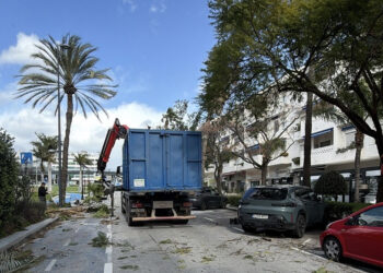 Marbella refuerza la seguridad y la conservación del arbolado en la avenida del Mediterráneo
