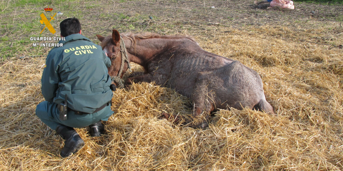 La Guardia Civil investiga al propietario de una explotación equina por maltrato animal