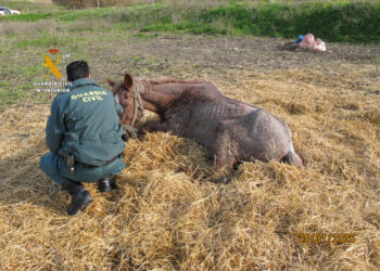 La Guardia Civil investiga al propietario de una explotación equina por maltrato animal