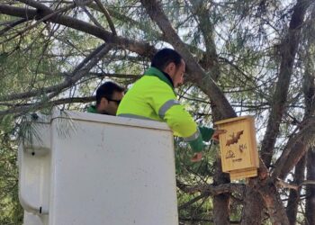 El Ayuntamiento de Estepona informa de la instalación de cajas nido para pequeñas aves rapaces y murciélagos en dos parques públicos