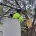 El Ayuntamiento de Estepona informa de la instalación de cajas nido para pequeñas aves rapaces y murciélagos en dos parques públicos