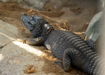 Llega a BIOPARC Fuengirola un nuevo macho del cocodrilo más pequeño del planeta