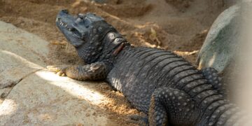 Llega a BIOPARC Fuengirola un nuevo macho del cocodrilo más pequeño del planeta