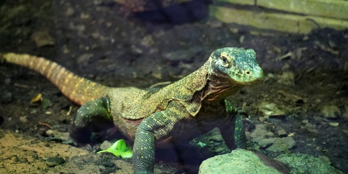 Tres años del nacimiento que dio la vuelta al mundo: los dragones de Komodo de BIOPARC Fuengirola dan su primer paso fuera del parque