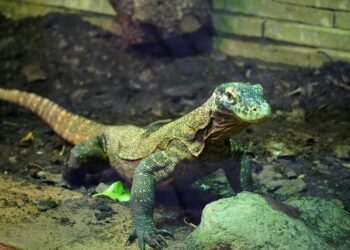 Tres años del nacimiento que dio la vuelta al mundo: los dragones de Komodo de BIOPARC Fuengirola dan su primer paso fuera del parque