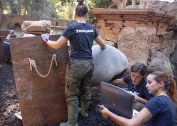 Veterinarias, investigadoras y cuidadoras: las mujeres que impulsan la conservación en los BIOPARC