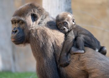 Así son los primeros pasos de Ernie: la cría de gorila inicia su desarrollo a los cuatro meses