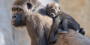 Así son los primeros pasos de Ernie: la cría de gorila inicia su desarrollo a los cuatro meses