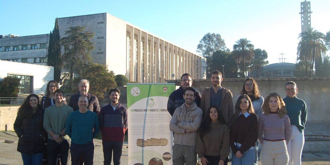 Un vendaje creado en Andalucía con paja y un hongo asiático acelera la cicatrización y combate infecciones