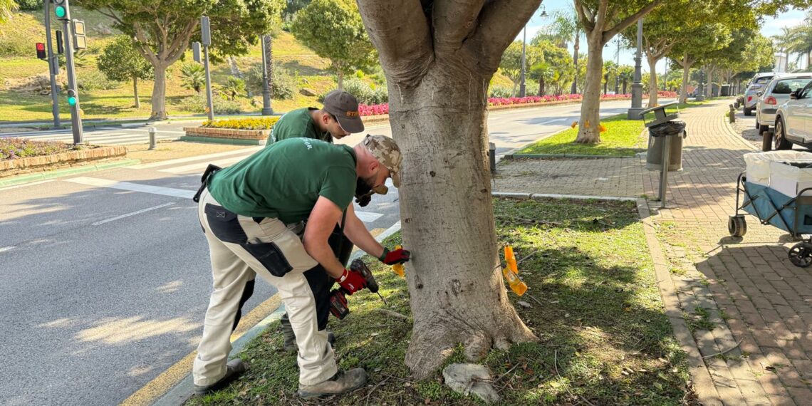 Estepona aplica un tratamiento sostenible a más de medio millar de ficus para combatir la plaga de la psila