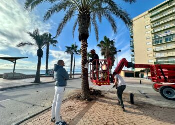 El Ayuntamiento de Fuengirola refuerza el servicio de poda para actuar en más de 3.500 palmeras y naranjos de la ciudad