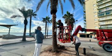 El Ayuntamiento de Fuengirola refuerza el servicio de poda para actuar en más de 3.500 palmeras y naranjos de la ciudad