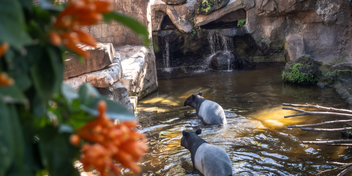 Tari cumple un año y se convierte en la protagonista más especial de Semana Santa en BIOPARC Fuengirola