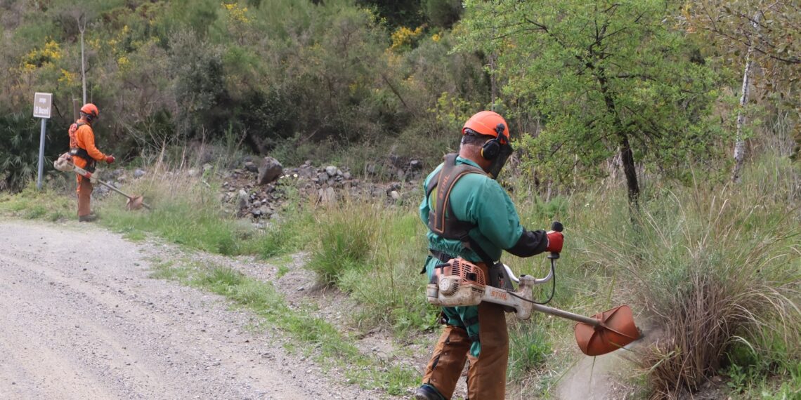 Mijas desarrolla labores de tratamientos silvícolas, desbroces, podas y claras en la Sierra para prevenir incendios