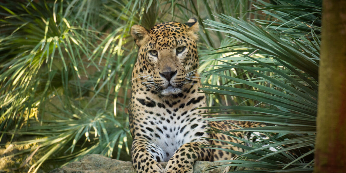 Bioparc Fuengirola lanza “Origen”, su concurso de fotografía por el 25º aniversario