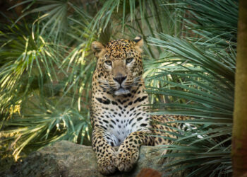 Bioparc Fuengirola lanza “Origen”, su concurso de fotografía por el 25º aniversario