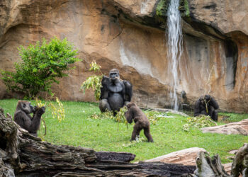Esta Semana Santa, la vuelta al mundo animal sin salir de la Costa del sol, en Bioparc Fuengirola