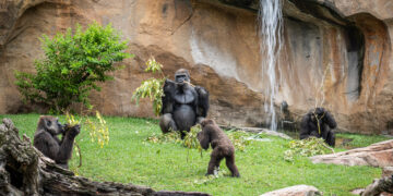 Esta Semana Santa, la vuelta al mundo animal sin salir de la Costa del sol, en Bioparc Fuengirola