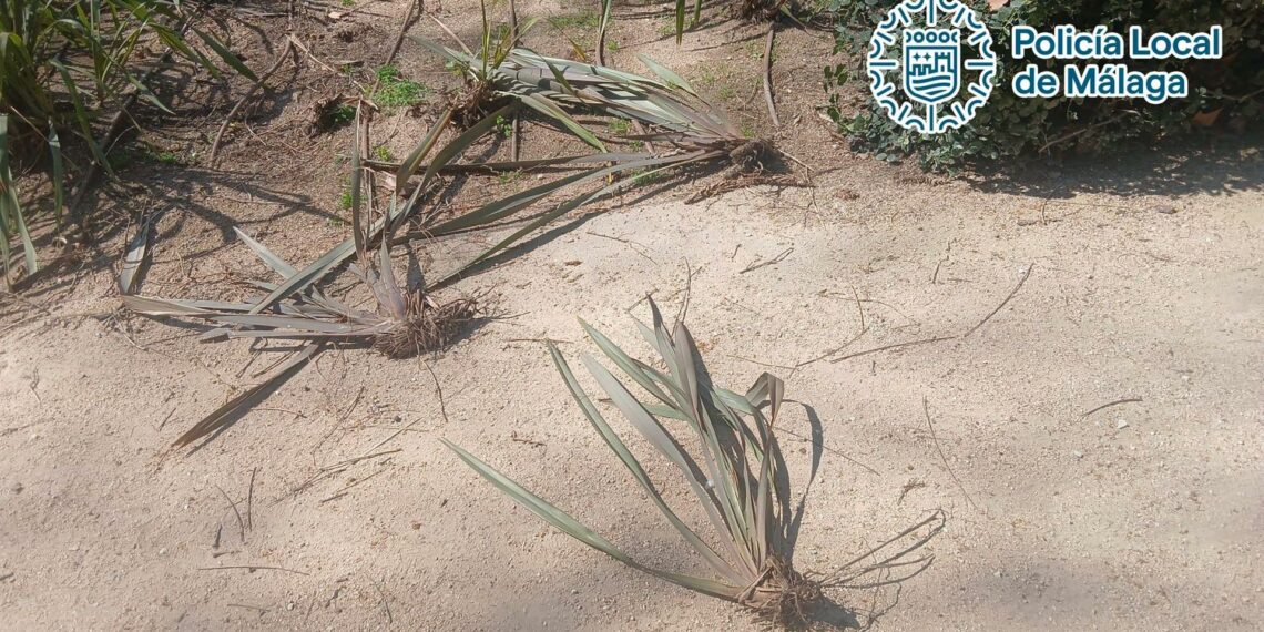 Detenido por provocar daños en plantas y mobiliario de los jardines del Paseo del Parque