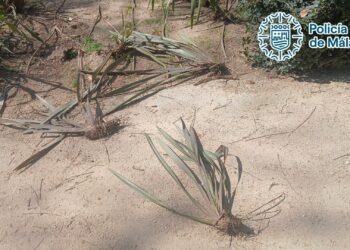 Detenido por provocar daños en plantas y mobiliario de los jardines del Paseo del Parque