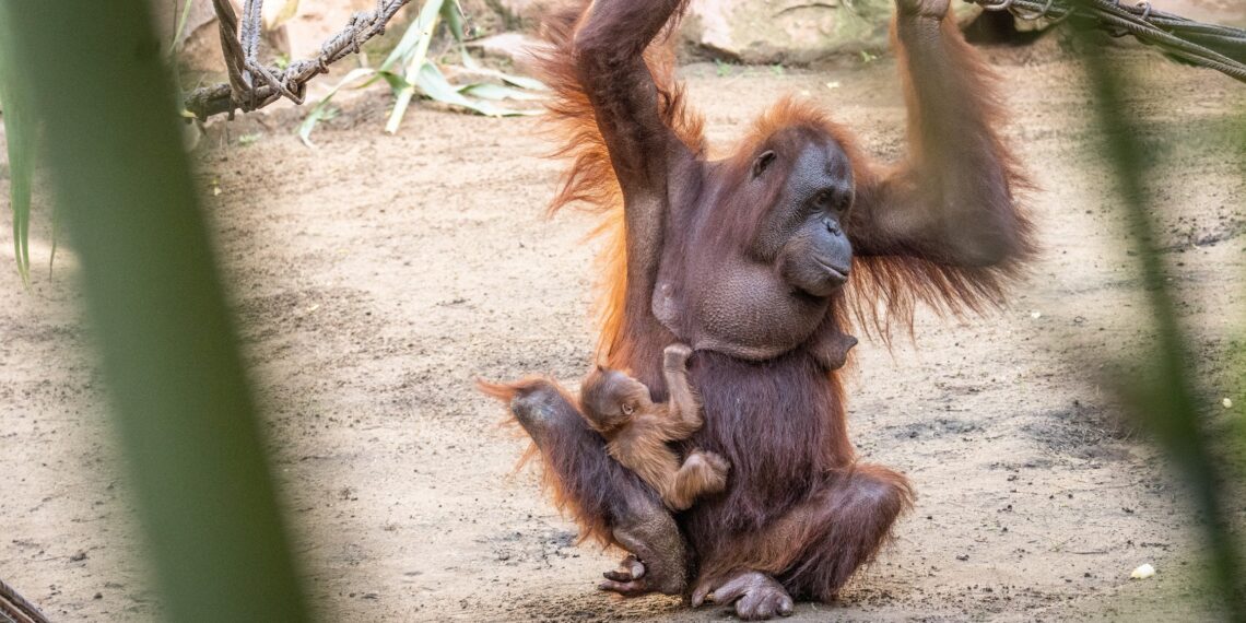 Nace un orangután de Borneo en BIOPARC Fuengirola, especie en peligro crítico de extinción