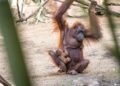 Nace un orangután de Borneo en BIOPARC Fuengirola, especie en peligro crítico de extinción
