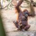 Nace un orangután de Borneo en BIOPARC Fuengirola, especie en peligro crítico de extinción
