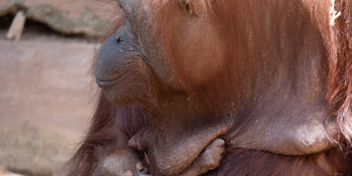BIOPARC Fuengirola abre al público la elección del nombre de su cría de orangután de Borneo