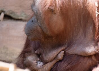 BIOPARC Fuengirola abre al público la elección del nombre de su cría de orangután de Borneo