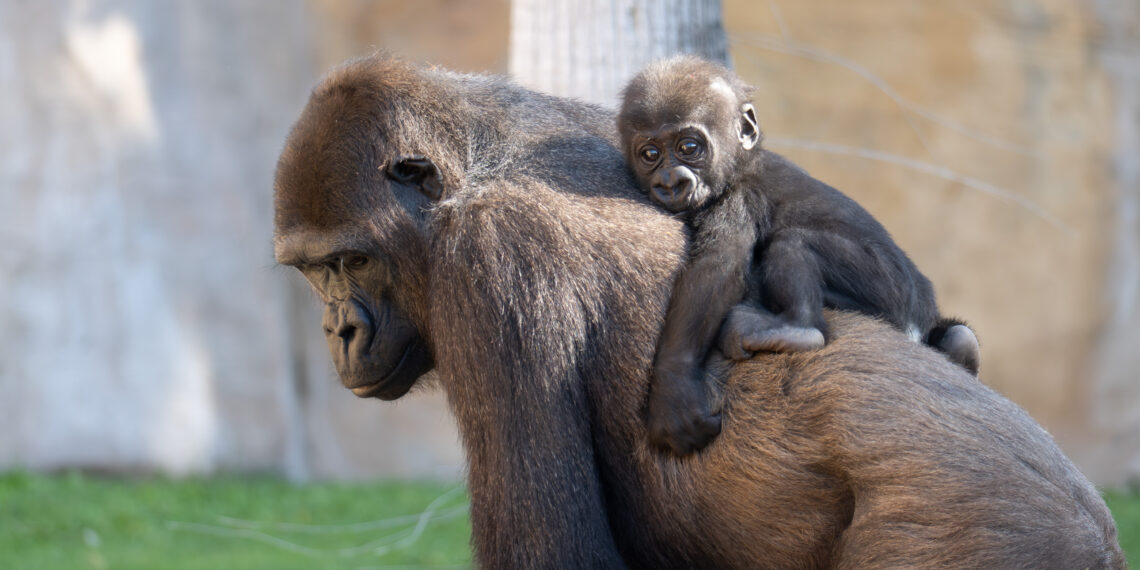 Más de un millón de especies están en riesgo de extinción mientras crece la presión sobre los ecosistemas