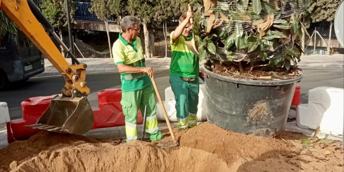Mijas cuadriplica el ritmo de plantación de especies arbóreas y supera las 540 unidades en este 2026