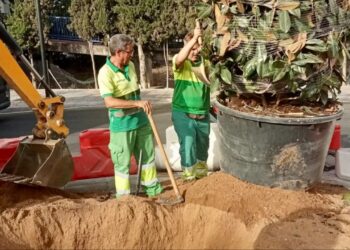 Mijas cuadriplica el ritmo de plantación de especies arbóreas y supera las 540 unidades en este 2026