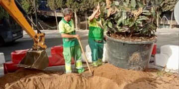 Mijas cuadriplica el ritmo de plantación de especies arbóreas y supera las 540 unidades en este 2026