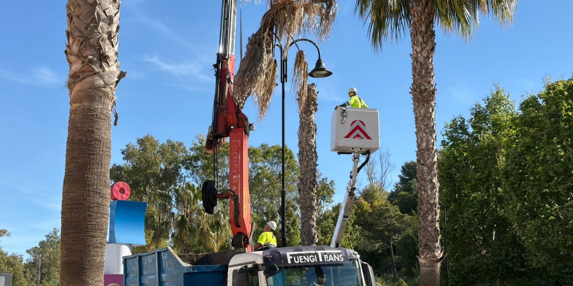 Mijas realiza labores de saneamiento de las palmeras washingtonias afectadas por el hongo fusarium