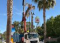 Mijas realiza labores de saneamiento de las palmeras washingtonias afectadas por el hongo fusarium