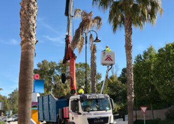 Mijas realiza labores de saneamiento de las palmeras washingtonias afectadas por el hongo fusarium