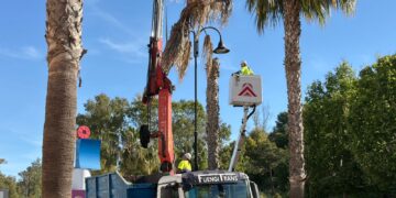 Mijas realiza labores de saneamiento de las palmeras washingtonias afectadas por el hongo fusarium