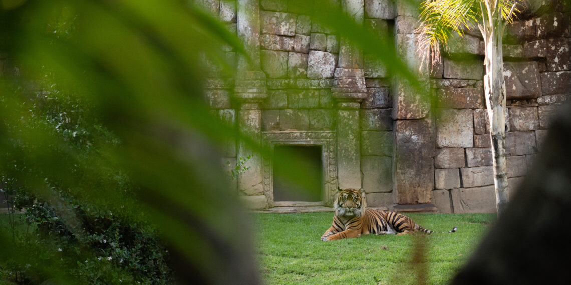 Bioparc Fuengirola lanza “Origen”, un concurso de fotografía para celebrar 25 años de conservación