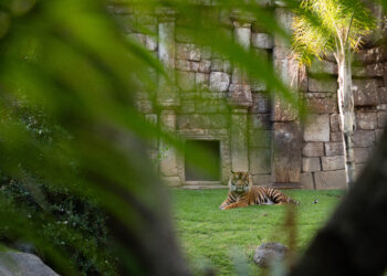 Bioparc Fuengirola lanza “Origen”, un concurso de fotografía para celebrar 25 años de conservación